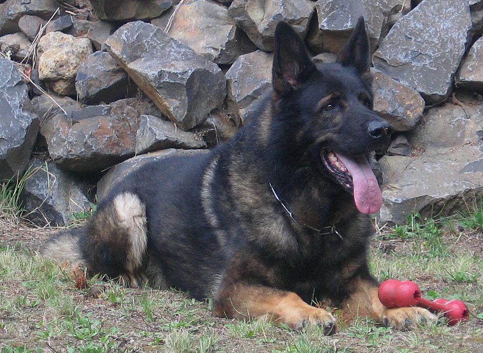 Slovakian german shepherd store puppies