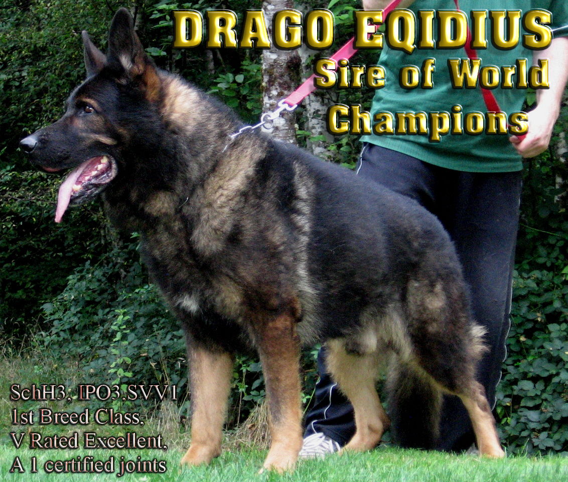 World champion german sales shepherd